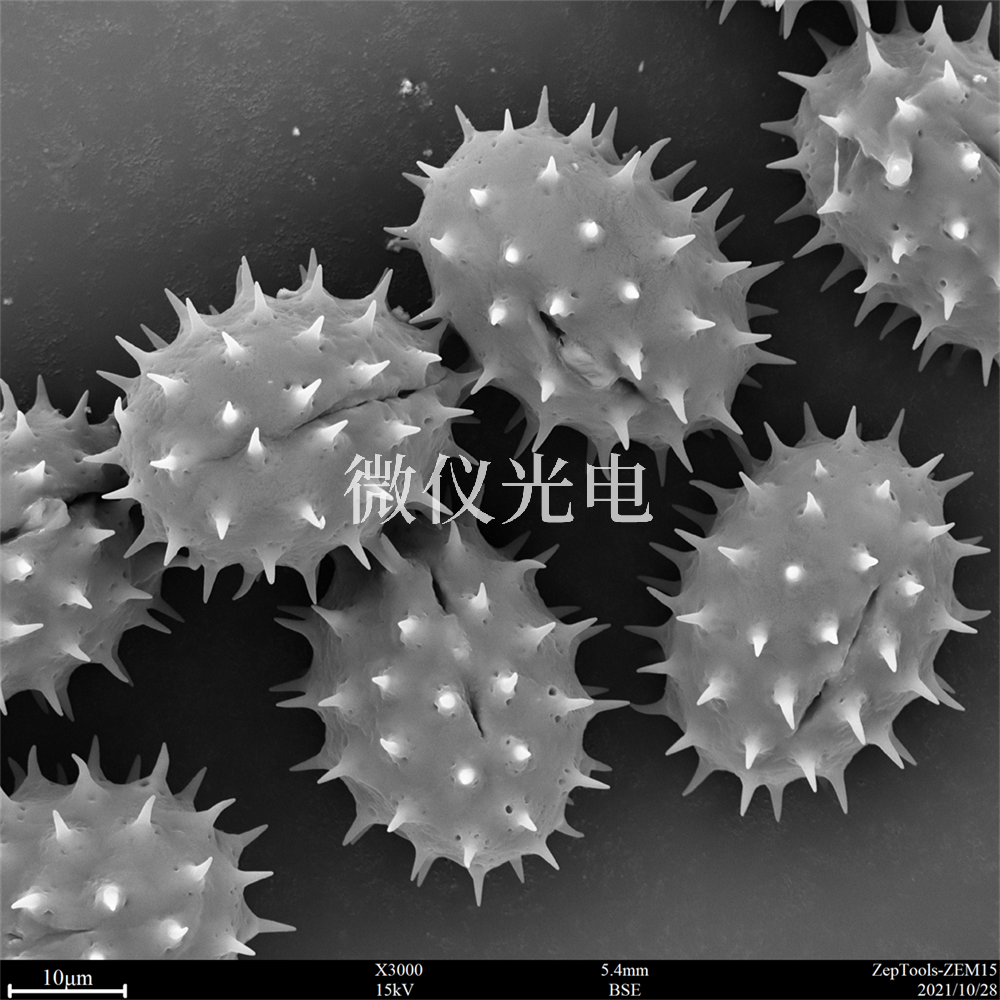 掃描電鏡測樣，要注意什么？